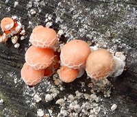 Rhodotus palmatus MykoGolfer